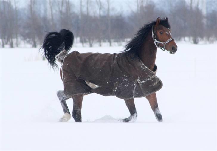 Dansk Varmblod Roosgårdens Casido  billede 13