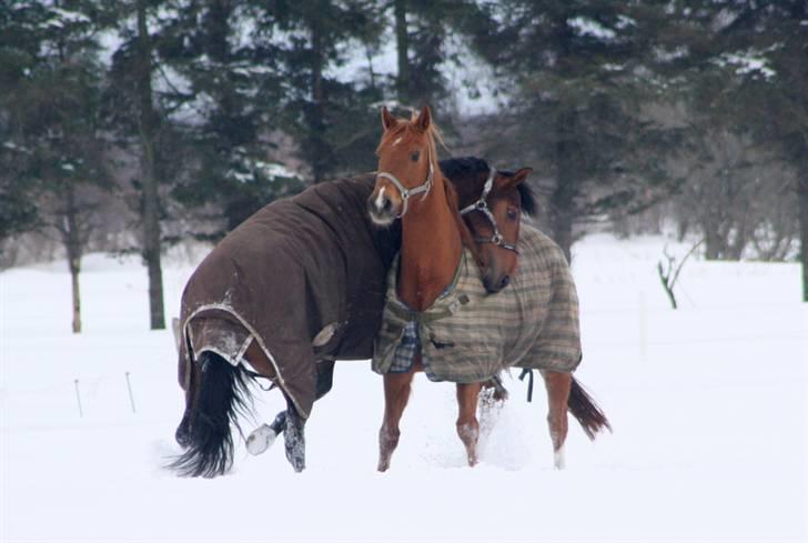 Dansk Varmblod Roosgårdens Casido  billede 15