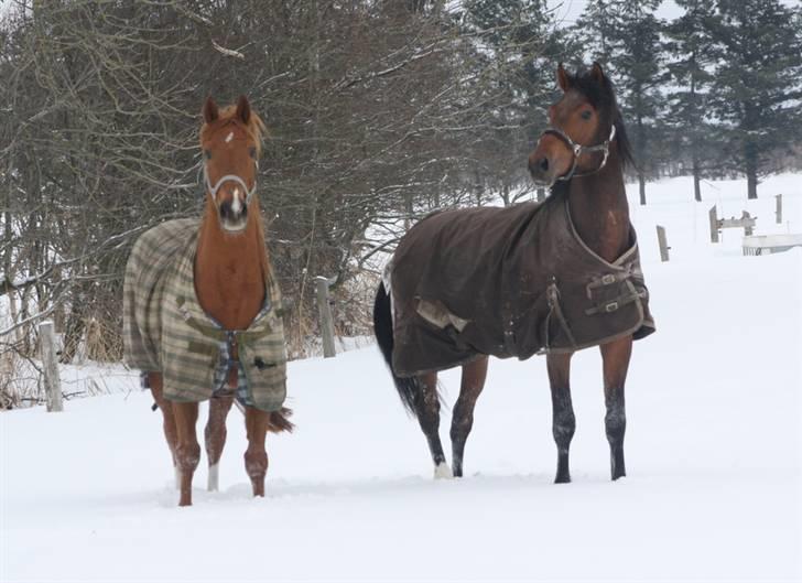 Dansk Varmblod Roosgårdens Casido  billede 16