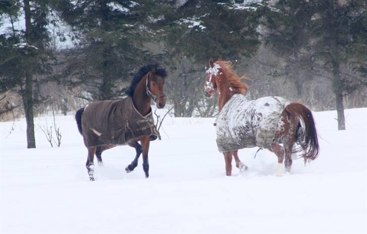 Dansk Varmblod Roosgårdens Casido  billede 18