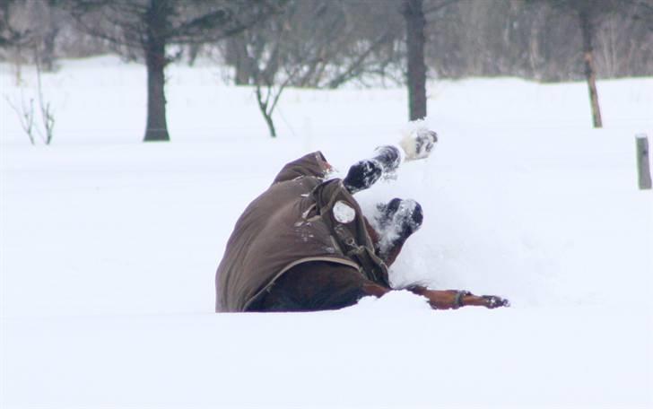 Dansk Varmblod Roosgårdens Casido  billede 19