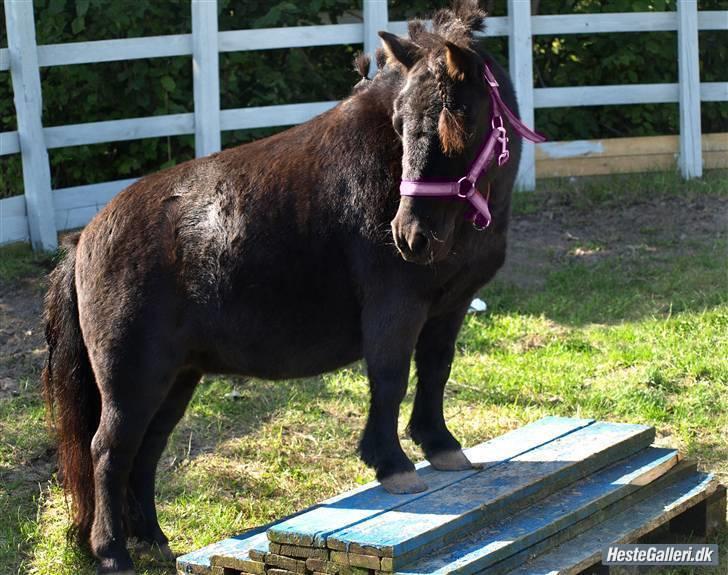 Shetlænder pippi R.I.P - hej og velkommen til pippis pofile smide gerne en kometag og bedømmlese foto tage af Mia Bertelsen  billede 1