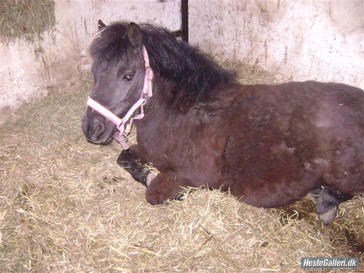 Shetlænder pippi R.I.P - sssåååå træt billede 3