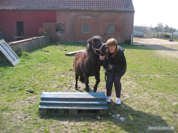 Shetlænder pippi R.I.P - nu skal mor bides billede 4