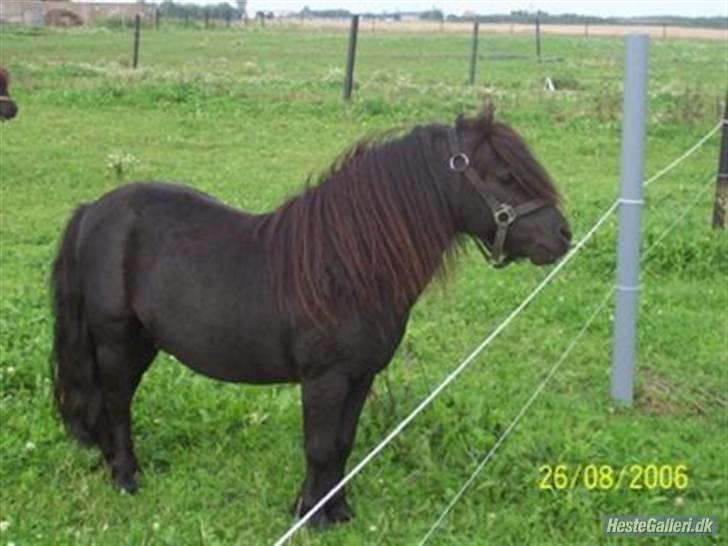 Shetlænder pippi R.I.P - min total lækker far billede 8