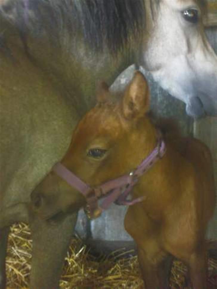 Anden særlig race Breaking Dawn <3 SOLGT - smukke baby Dawn <3 billede 13