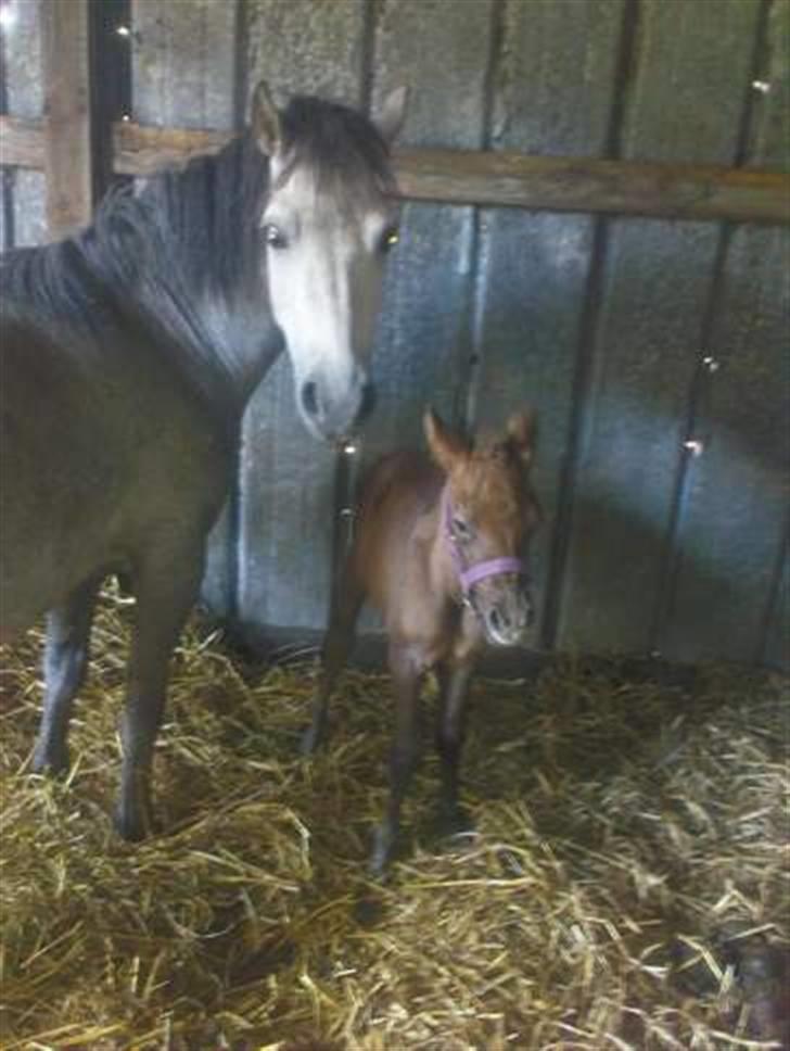 Anden særlig race Breaking Dawn <3 SOLGT - Dawn og hendes mor :D billede 14