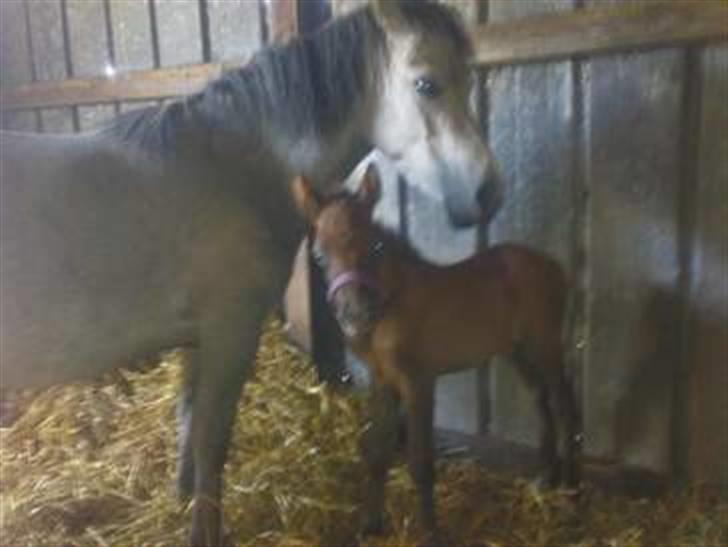 Anden særlig race Breaking Dawn <3 SOLGT - Baby Dawn og hendes lille mor.. :D  billede 15