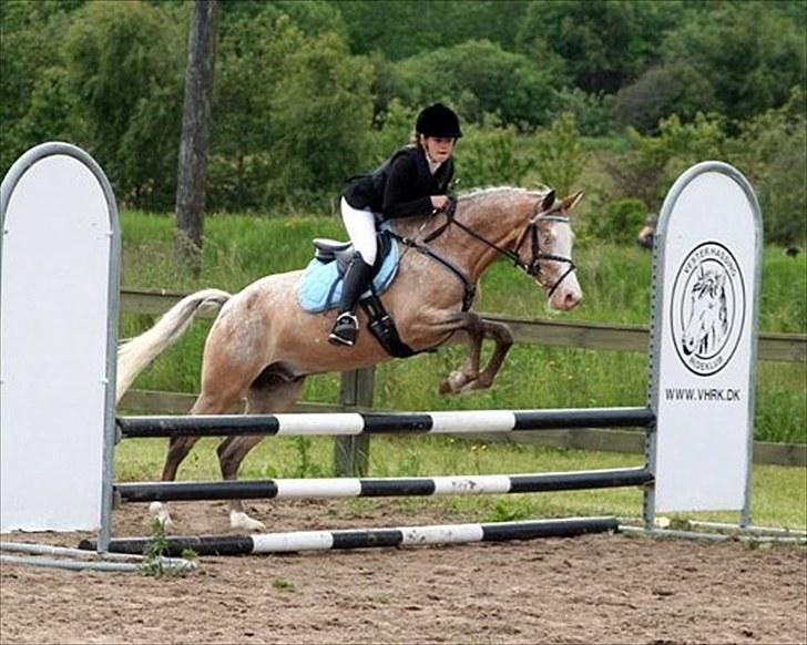 Anden særlig race Roosgårdens Cosmopolitan *Udlånt* - 2. Stævne VHRK - LD og LC - 2 nulrunder..:) billede 16