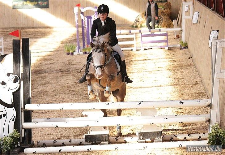 Anden særlig race Roosgårdens Cosmopolitan *Udlånt* - Stævne LRF - LB.- met. A - nulrunde...:) Fotograf: © NB © billede 17