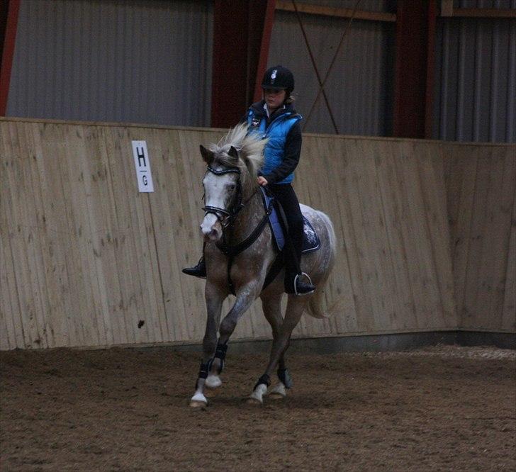 Anden særlig race Roosgårdens Cosmopolitan *Udlånt* billede 18