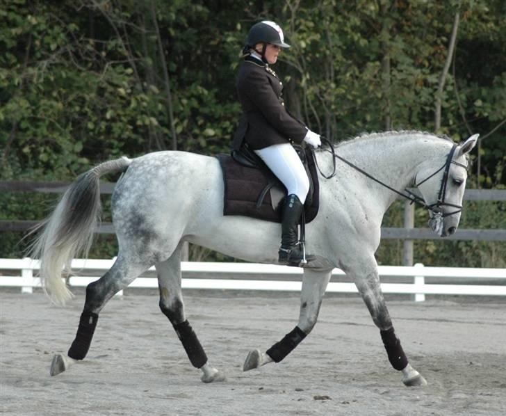 Dansk Varmblod Heslegård´s Ronja billede 4