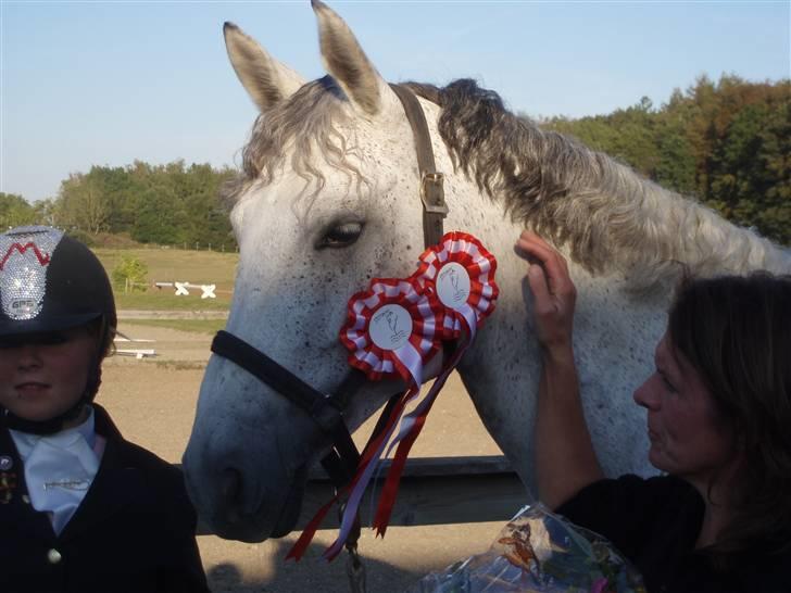 Dansk Varmblod Heslegård´s Ronja billede 5