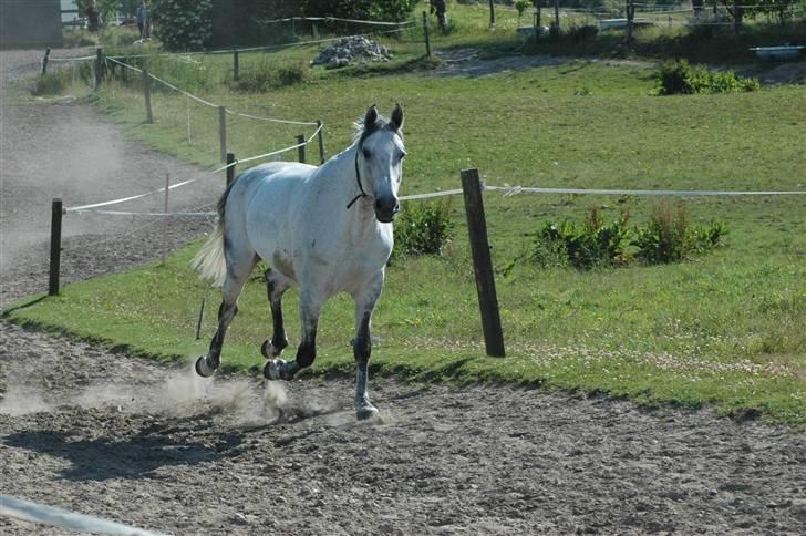 Dansk Varmblod Heslegård´s Ronja billede 6