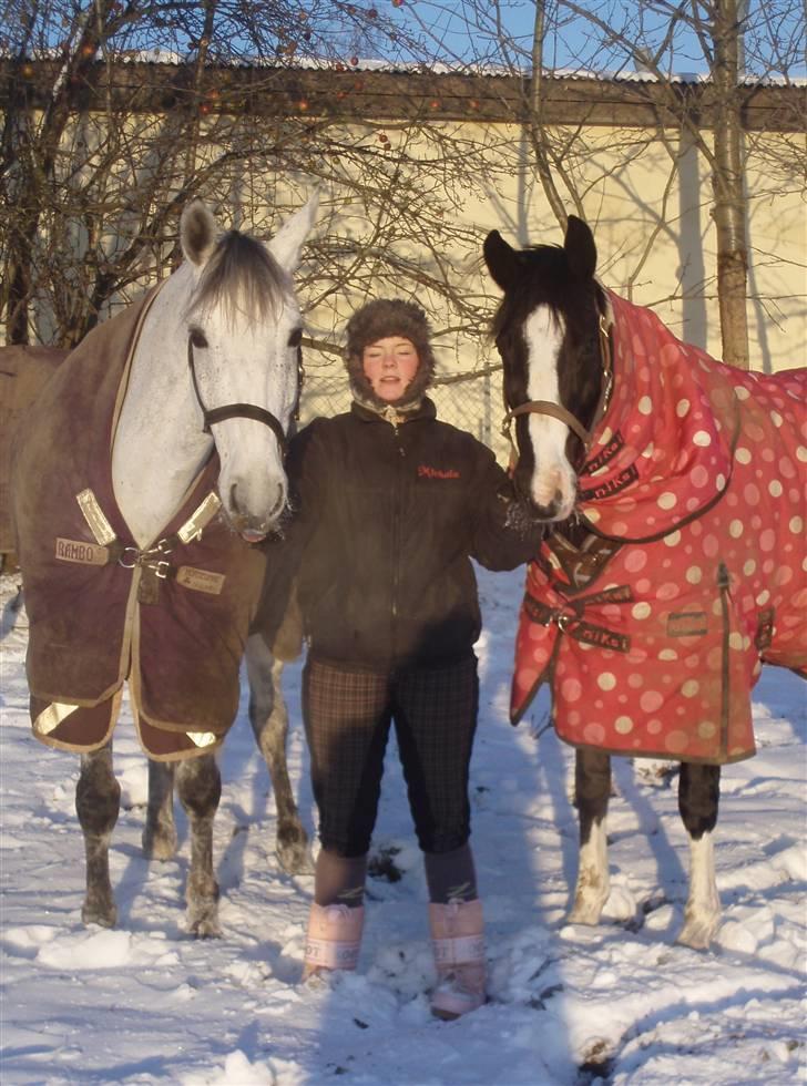 Dansk Varmblod Heslegård´s Ronja billede 7