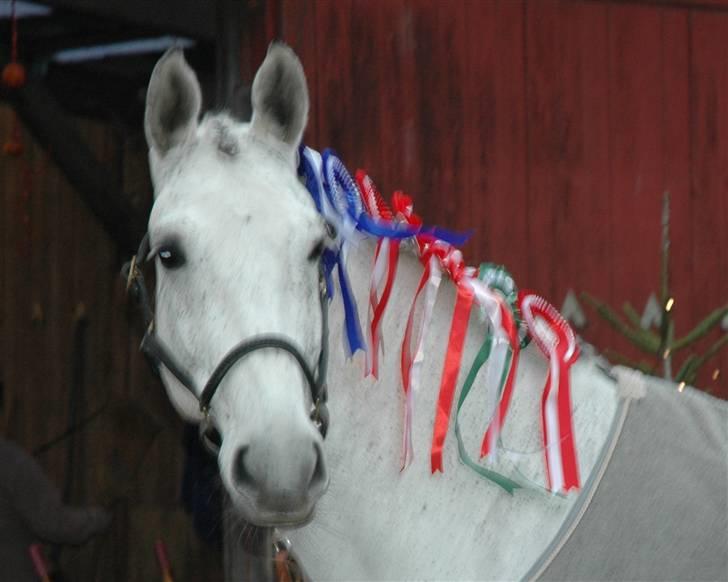 Dansk Varmblod Heslegård´s Ronja billede 8