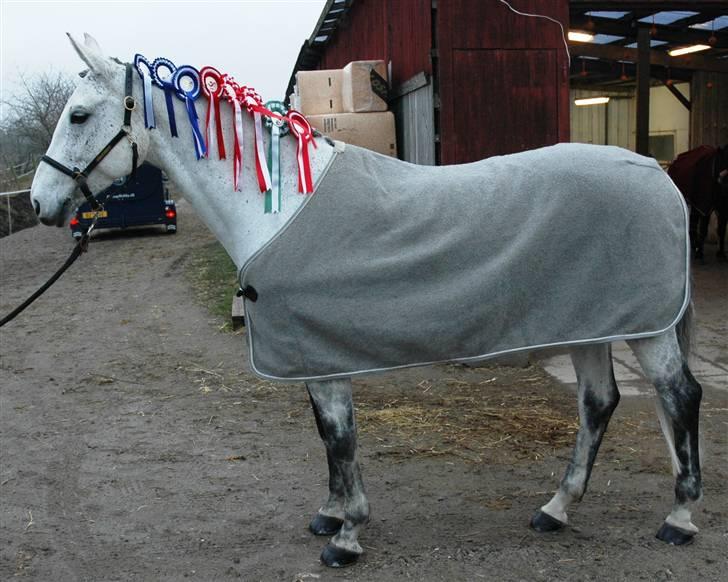 Dansk Varmblod Heslegård´s Ronja billede 9