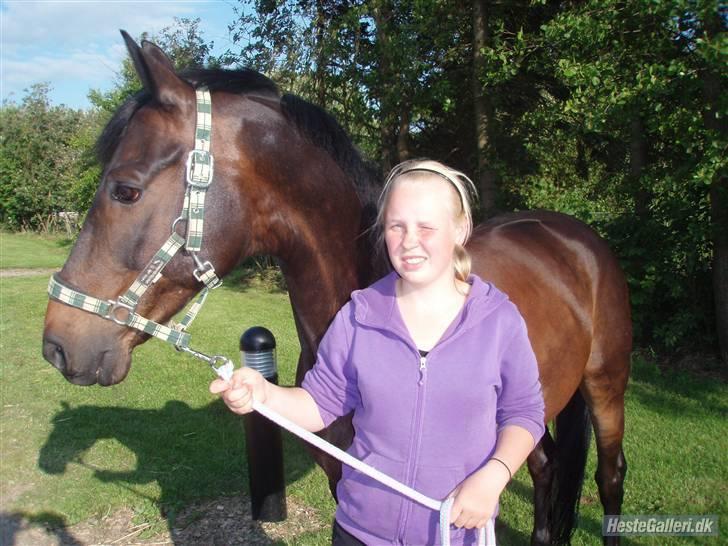Trakehner Mosegården Goldenas R.I.P - samme dag sorte kom til lykkesholm billede 7