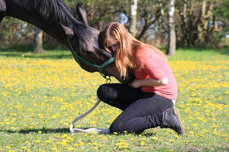 Svensk Varmblod Romance - RIP <3 - Jeg håber, at alle vil vise dig den respekt du fortjener! Du viste mig al din tillid, på trods af dine grimme oplevelser. Du gik gennem ild og vand, på trods af dine smerter. Du vil altid være husket for dit kærlige, tillidsfulde og tilgivende sind<3 billede 1