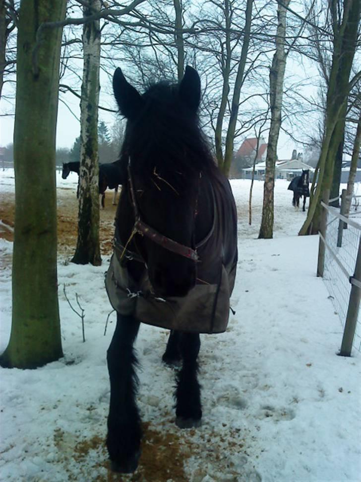 Frieser Aaltje billede 12