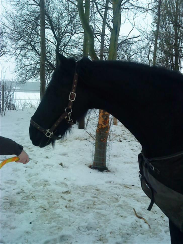 Frieser Aaltje billede 13