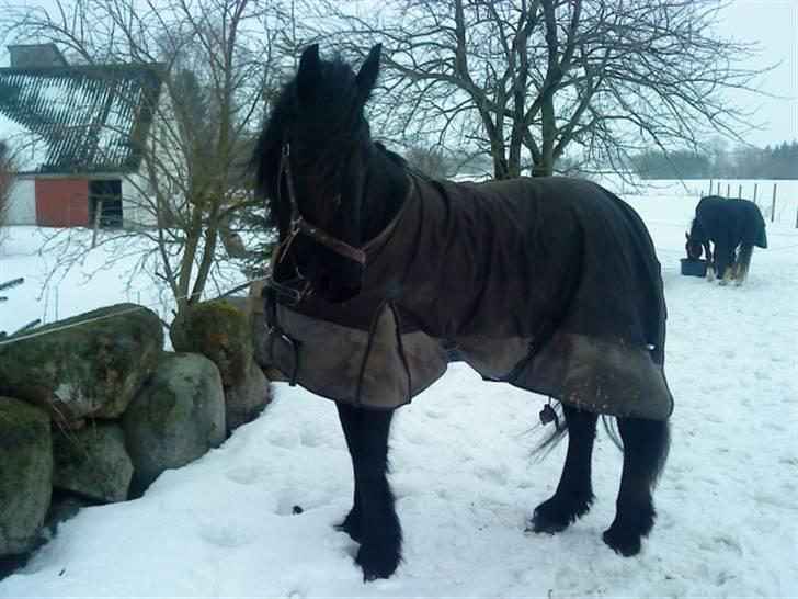 Frieser Aaltje billede 14