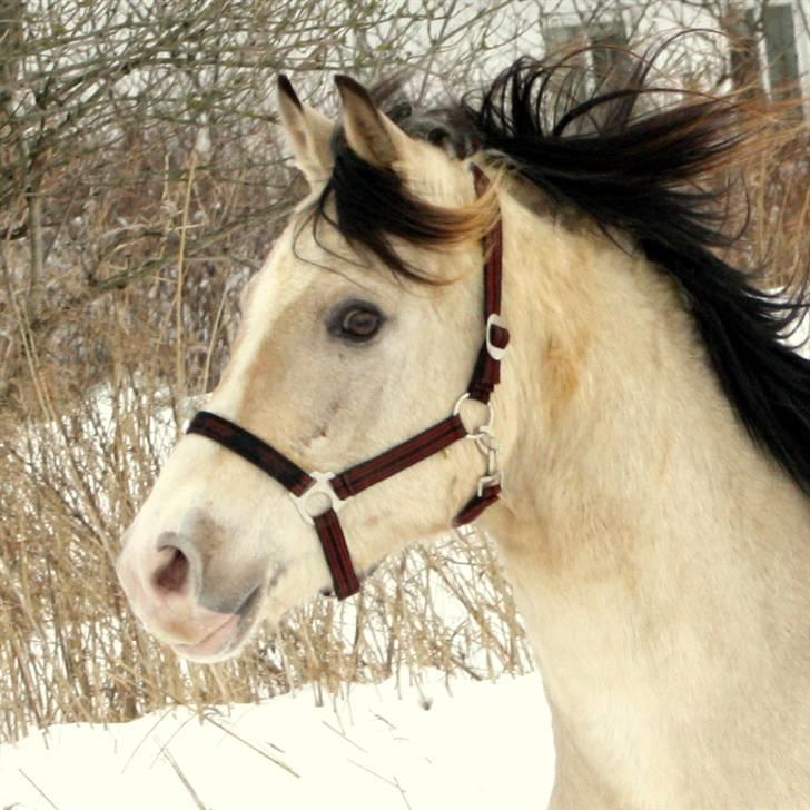 Anden særlig race Roosgårdens Cisco II *udlånt* billede 17