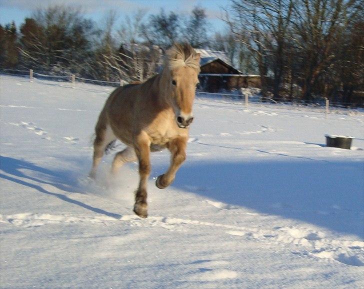 Fjordhest Flicka Solgt billede 1