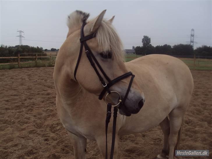 Fjordhest Flicka Solgt billede 2