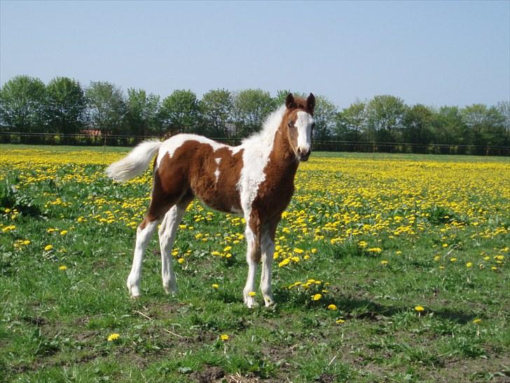 Anden særlig race Åbygårds DJ *DØD* billede 1