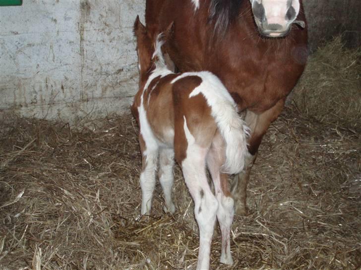 Anden særlig race Åbygårds DJ *DØD* billede 2