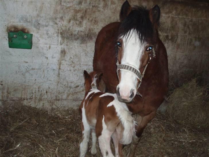 Anden særlig race Åbygårds DJ *DØD* billede 3