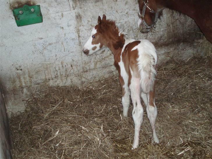 Anden særlig race Åbygårds DJ *DØD* billede 4