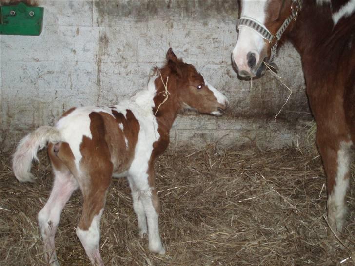 Anden særlig race Åbygårds DJ *DØD* billede 5