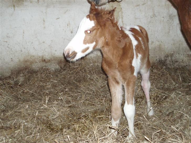 Anden særlig race Åbygårds DJ *DØD* billede 6