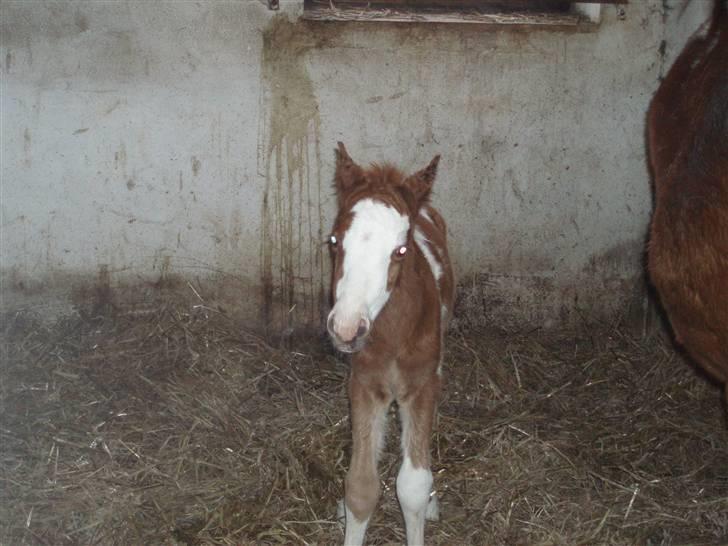Anden særlig race Åbygårds DJ *DØD* billede 7