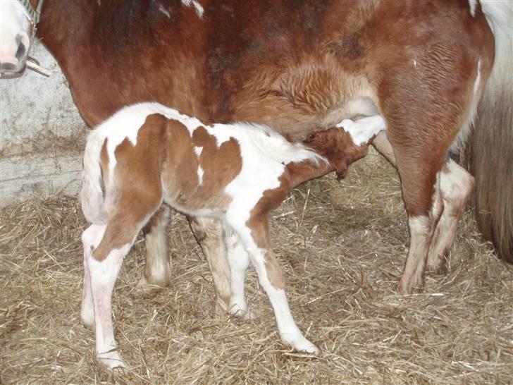 Anden særlig race Åbygårds DJ *DØD* billede 9