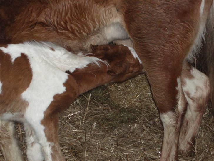 Anden særlig race Åbygårds DJ *DØD* billede 10