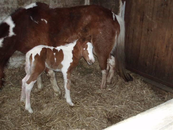 Anden særlig race Åbygårds DJ *DØD* billede 11