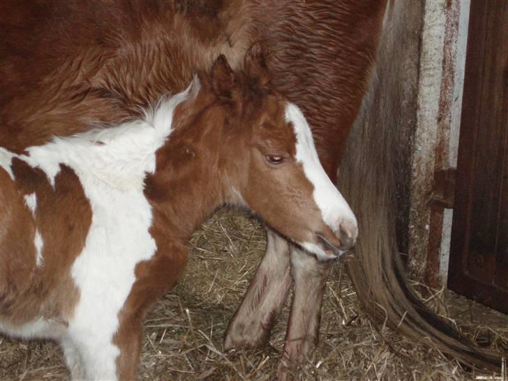 Anden særlig race Åbygårds DJ *DØD* billede 12