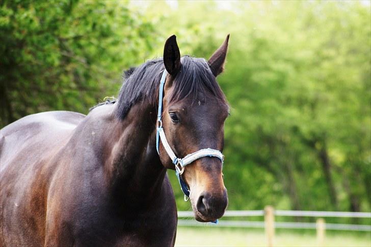 Svensk Varmblod Romance - RIP <3 - So beautyful on the outside but even more amazing inside. <3 billede 7