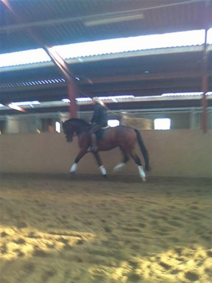 Dansk Varmblod Monsieur Don-Bell - R.I.P - Gamle ejer billede 2