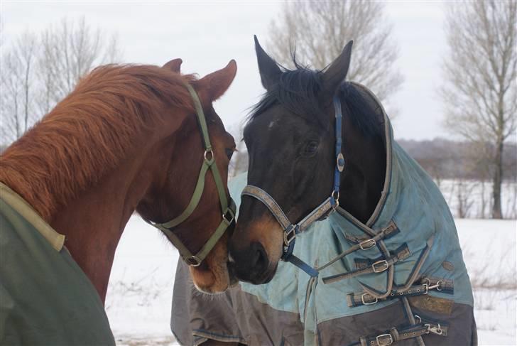 Svensk Varmblod Romance - RIP <3 - Dit første møde med min lille Hjalmer, der skulle blive din yndlingslegekammerat. Der venter helt sikkert en ny fantastisk ven på dig et sted, som du kan springe rundt og tonse om kap med, og det ganske uden smerter! billede 8