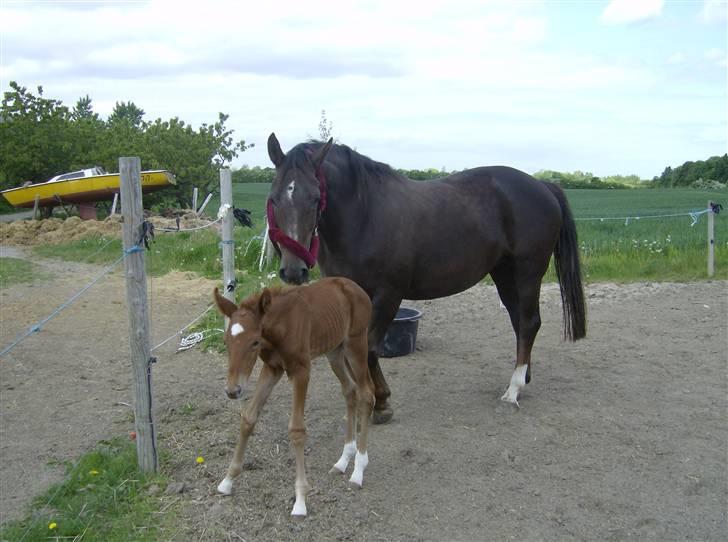 Anden særlig race tacas copy <3 R.i.P <3 - første gang udenfor :D 2 dage gammel :) billede 3