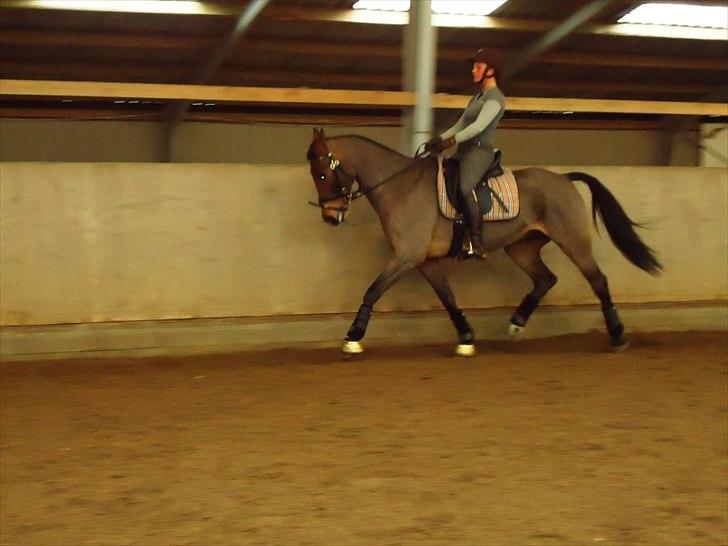 Anden særlig race Ibsalon billede 14