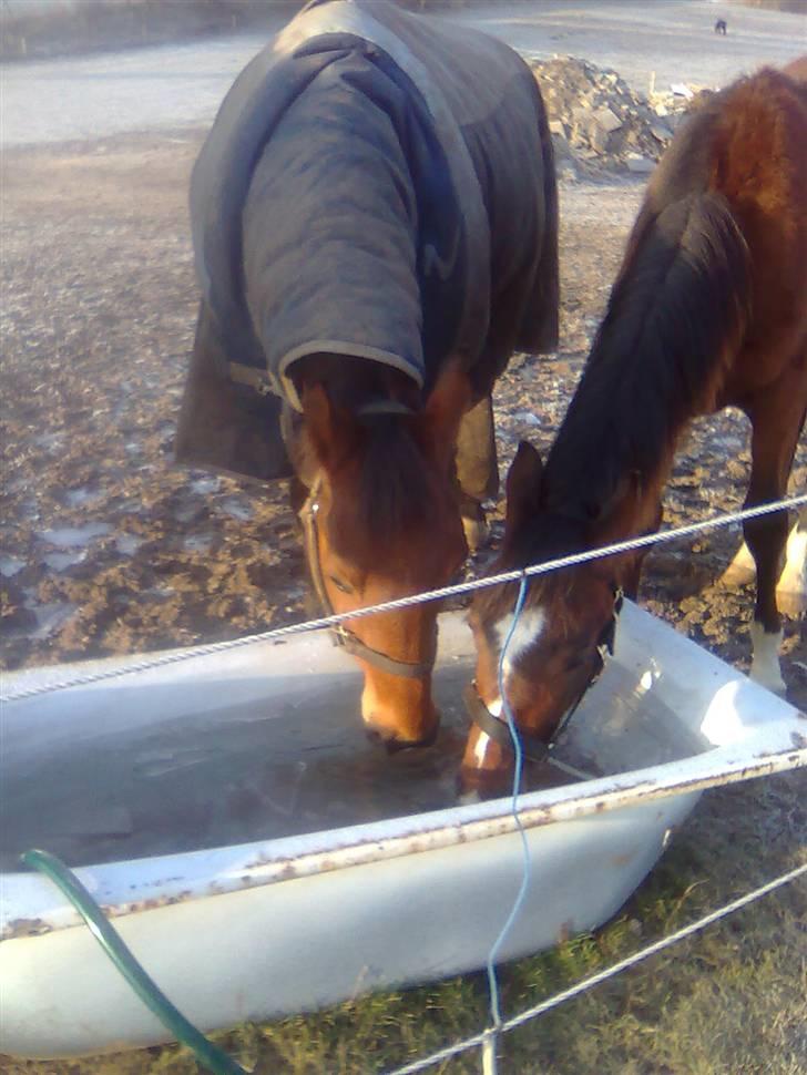 Anden særlig race Ibsalon - ibber til venstre billede 2