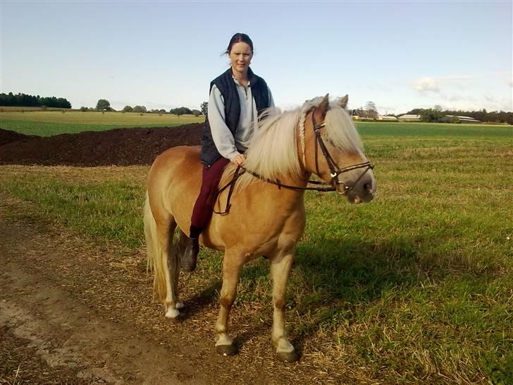 Haflinger Røgtergårdens Nougat*RIP* billede 1