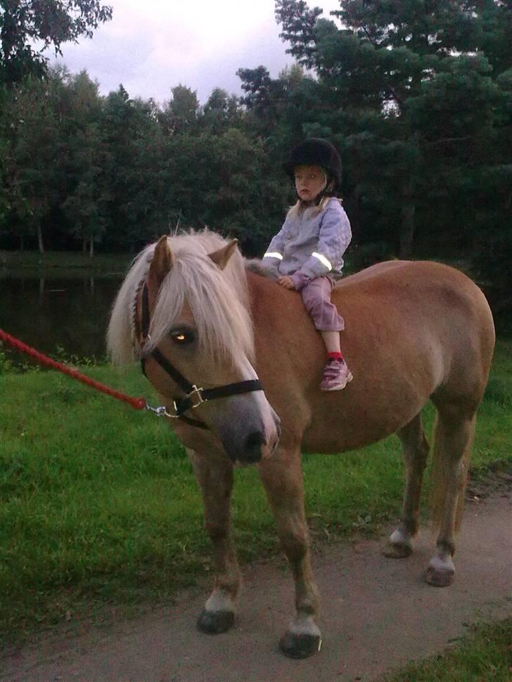 Haflinger Røgtergårdens Nougat*RIP* billede 2