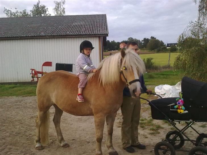 Haflinger Røgtergårdens Nougat*RIP* billede 3