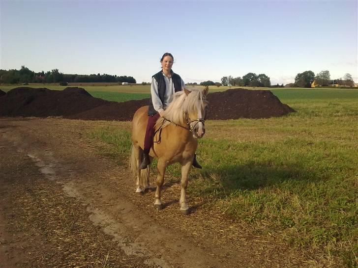 Haflinger Røgtergårdens Nougat*RIP* billede 4